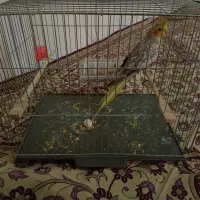 عروس هلندی ماده  آماده