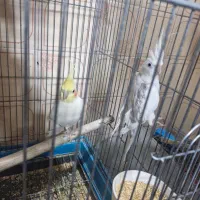 جوجه عروس هلندی لوتینو|پرنده|ری, اقدسیه|دیوار