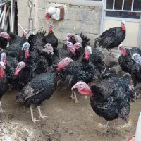 بوقلمون سیاه|حیوانات مزرعه|سقز, |دیوار