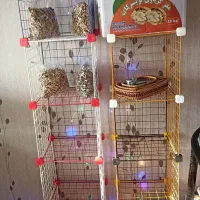 گردو تازه تویسرکان در فروشگاه گردوپیچ|خوردنی و آشامیدنی|تهران, مسعودیه|دیوار