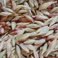 جو آبی بذری