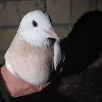 کفتر پرشی و طوقی|پرنده|یزد, |دیوار