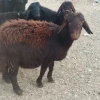 فروش قوچ نژاددار غره فزل لخت|حیوانات مزرعه|نهاوند, |دیوار