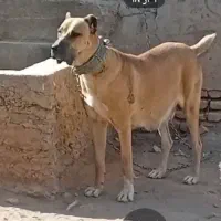 سگ ماده