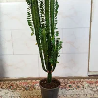 گل افوربیا سبز