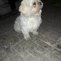 حیوان خانگی