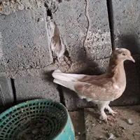 کبوتر|پرنده|میناب, |دیوار
