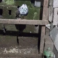 دونه ای ۱۷۰