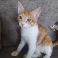 گربه تربیت شده