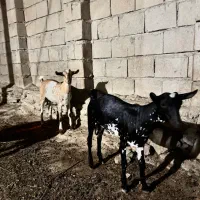 دوعدد نری مخصوص داشت و گوشت
