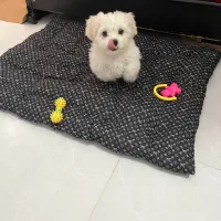 شیتزو فلت نر