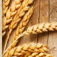 نان سنتی پرارین