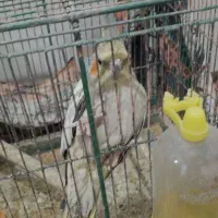 عروس هلندی|پرنده|قم, ولیعصر|دیوار