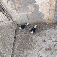 پرنده|پرنده|مبارکه, |دیوار