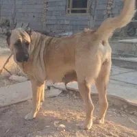 ماده سرابی اصل