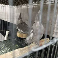 جفت عروس وایت فیس