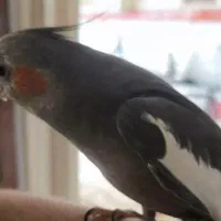 یه جفت عروس هلندی|پرنده|انزل, |دیوار