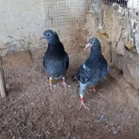 کفتر مسافتی پلاکی المانی جان اردن جوجه