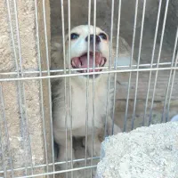 توله سگ پاکوتاه خوشگل شیطون