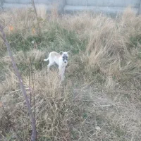 واگذاری ۲ قلاده توله سگ|سگ|ارشق, |دیوار