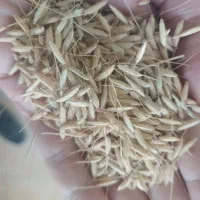 جو هاشمی و علی کاظمی مناسب برای بذر|گل و گیاه طبیعی|سنگر, |دیوار