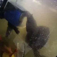 لجن خوار درشت