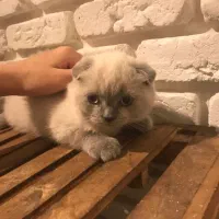 گربه اسکاتیش خاص|گربه|ساری, |دیوار