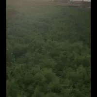 سبزی خوردنی با آب چاه خیار کدو