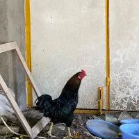 خروس سیاه