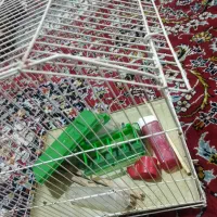 قفس|لوازم جانبی حیوانات|تهران, آبشار|دیوار