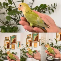 فروش طوطی برزیلی دستی و رام در رنگ‌های متنوع|پرنده|لنگرود, |دیوار