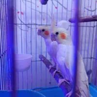 عروس هلندی