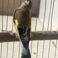 سهره ماده دورگ