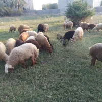 بره|حیوانات مزرعه|جم, |دیوار