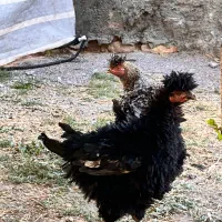 مرغ خروس محل ،برهما ، فریزل