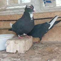 کلاغ کربلایی وکله سفید ومینا سیاه کرمونی ودم سفید