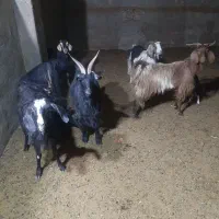 فروش بزبزغاله دار شیرا|حیوانات مزرعه|قاهان, |دیوار