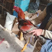 مرغ وخروس لاری