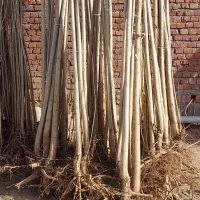 جشنواره بزرگ نهال صنوبر سرمایه ای برای ایننده