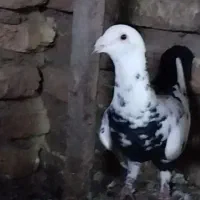 چیل عطیقه درشت