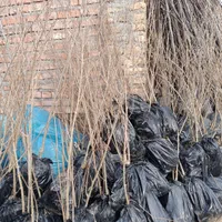 نهال های گلدانی پسته گردو انار توت|خدمات باغبانی و درختکاری|شیراز, آبیاری|دیوار