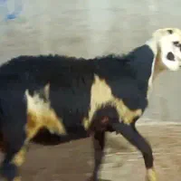 قوچ پلنگی