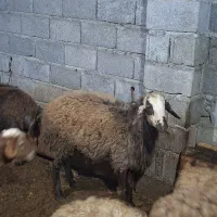 فروش گوسفند (نر)کیلویی ۷۰۰