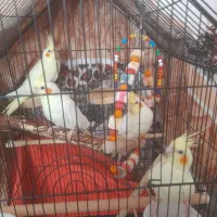 چهار عدد عروس هلندی ۶ماهه دستی نرماده بصورت جفت