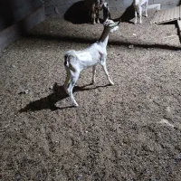 بز کهره دار|حیوانات مزرعه|مرودشت, بیست متری بیمارستان|دیوار