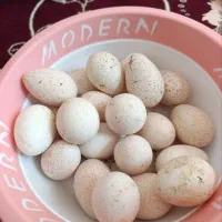 تخم بوقلمون