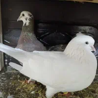 کفتر جفتگاه