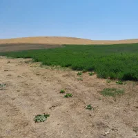 فروش یونجه  چین دوم  درجه  ۱