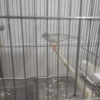 قناری|پرنده|مرند, |دیوار