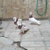 خال‌قدیم‌‌اصیل
